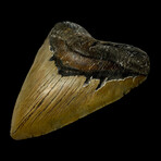 5.92" Massive High Quality Megalodon Tooth