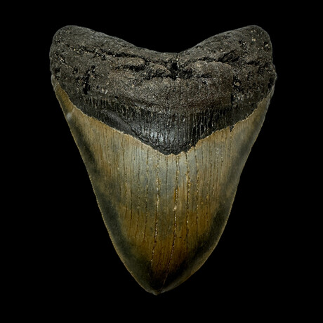 4.98" Serrated Megalodon Tooth