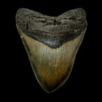4.98" Serrated Megalodon Tooth
