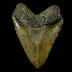 5.92" Massive High Quality Megalodon Tooth