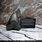 6.26" Giant Serrated Megalodon Tooth