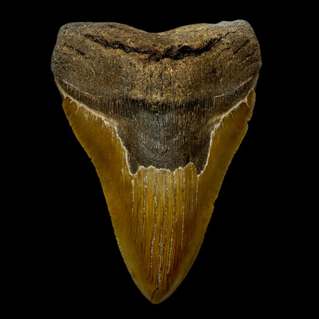 6.10" Massive Serrated Megalodon Tooth