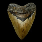 5.92" Massive High Quality Megalodon Tooth