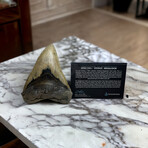 5.77" Massive Serrated Megalodon Tooth