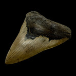 5.77" Massive Serrated Megalodon Tooth