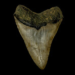 5.77" Massive Serrated Megalodon Tooth