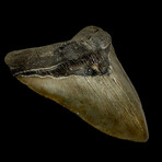 5.91" Massive Serrated Megalodon Tooth