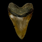6.10" Massive Serrated Megalodon Tooth
