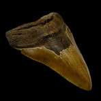 6.10" Massive Serrated Megalodon Tooth