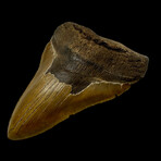 6.10" Massive Serrated Megalodon Tooth