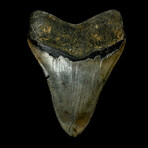 5.38" High Quality Serrated Megalodon Tooth