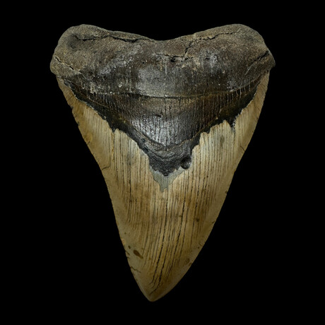5.77" Massive Serrated Megalodon Tooth