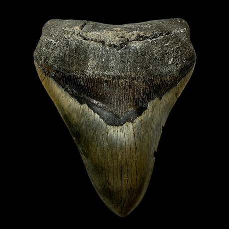5.38" High Quality Serrated Megalodon Tooth