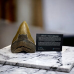 6.10" Massive Serrated Megalodon Tooth