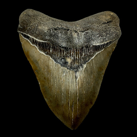 5.91" Massive Serrated Megalodon Tooth