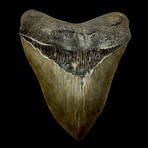 5.91" Massive Serrated Megalodon Tooth