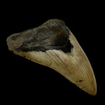 5.77" Massive Serrated Megalodon Tooth