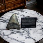 5.45" Giant High Quality Megalodon Tooth