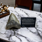 5.91" Massive Serrated Megalodon Tooth