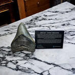 5.38" High Quality Serrated Megalodon Tooth