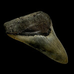 5.38" High Quality Serrated Megalodon Tooth