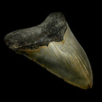 5.45" Giant High Quality Megalodon Tooth