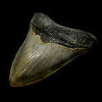 5.45" Giant High Quality Megalodon Tooth