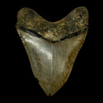 5.91" Massive Serrated Megalodon Tooth