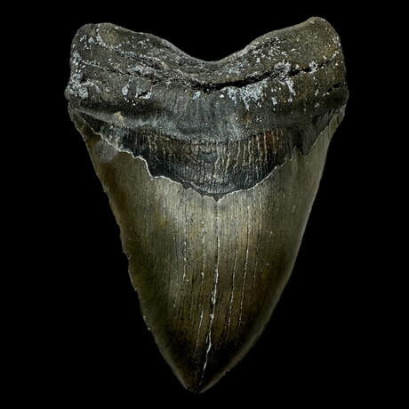 6.26" Giant Serrated Megalodon Tooth