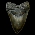 6.26" Giant Serrated Megalodon Tooth