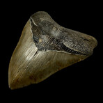 5.91" Massive Serrated Megalodon Tooth
