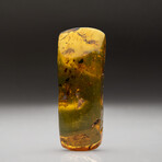 Genuine Amber from Baltic Sea, near Gdansk, Poland // v.1