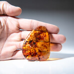 Genuine Amber from Baltic Sea, near Gdansk, Poland // 21.9 g