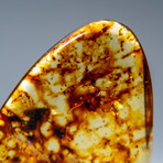 Genuine Amber from Baltic Sea, near Gdansk, Poland // 21.9 g