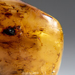Genuine Gem-Quality Amber (Copal) from Colombia // v.2
