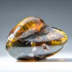 Genuine Polished Amber from Mexico // v.3
