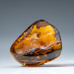 Genuine Polished Amber from Mexico // v.2