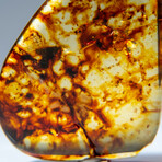 Genuine Amber from Baltic Sea, near Gdansk, Poland // 21.9 g