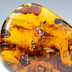 Genuine Polished Amber from Mexico // v.2