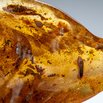 Genuine Amber from Baltic Sea, near Gdansk, Poland // 303.6 g