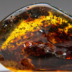 Genuine Gem-Quality Amber (Copal) from Colombia // v.3