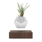 Lyfe Planter // Walnut
