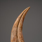 Genuine Natural Spinosaurus Foot Claw // 122.2 g