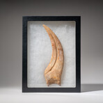 Genuine Natural Spinosaurus Foot Claw // 122.2 g