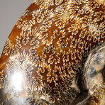 Genuine Polished Ammonite // 4.6 lb