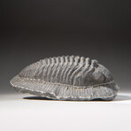 Genuine Asaphus intermedius Trilobite  // 1.3 lbs