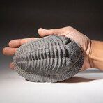 Genuine Asaphus intermedius Trilobite  // 1.3 lbs