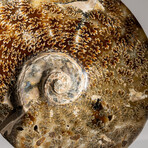 Genuine Polished Ammonite // 4.6 lb