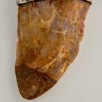 Genuine Africian T-Rex Tooth Pendant on Leather Cord // 13 g