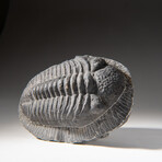 Genuine Asaphus intermedius Trilobite  // 1.3 lbs